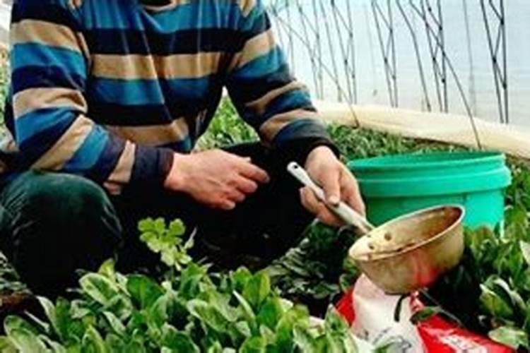 土豆什么时候追肥合适？