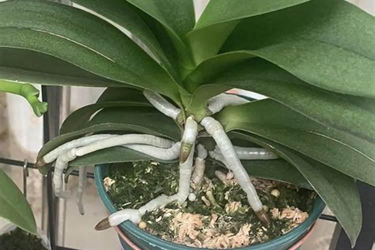 大棚黄瓜番茄如何合理施肥 养殖如何管理水肥