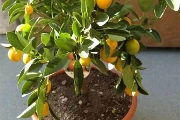 第一年种的沙糖桔,11月份了还要不要放肥料