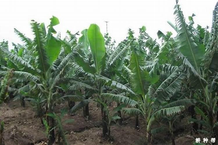 促进香蕉开花最有效的方法有哪些？