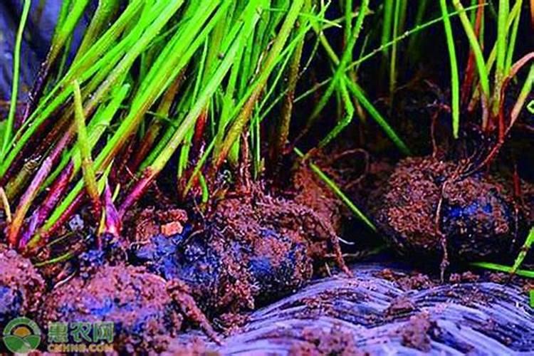 马蹄田可以用什么肥料