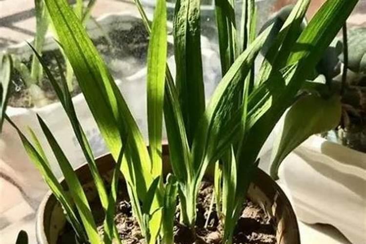 小技巧:家中自制营养小花肥