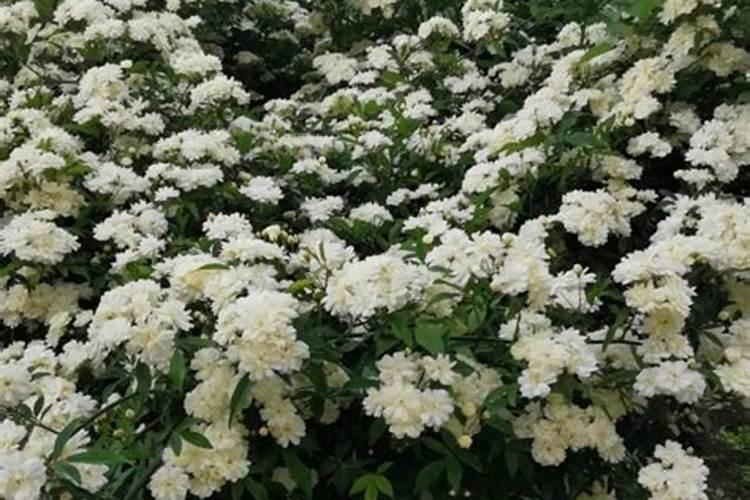 木香花没叶子(木香花不长花苞怎么办)