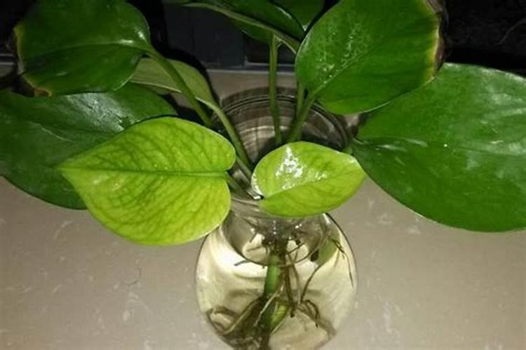 水养绿萝加什么肥料