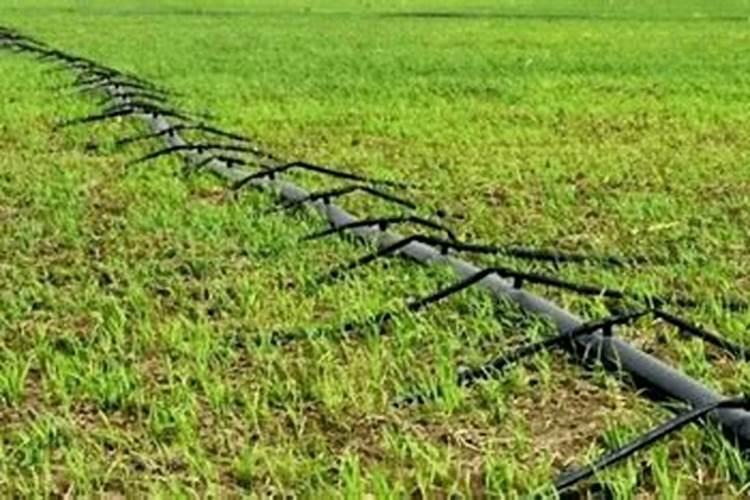 蔬菜常用的叶面肥有哪些种类？