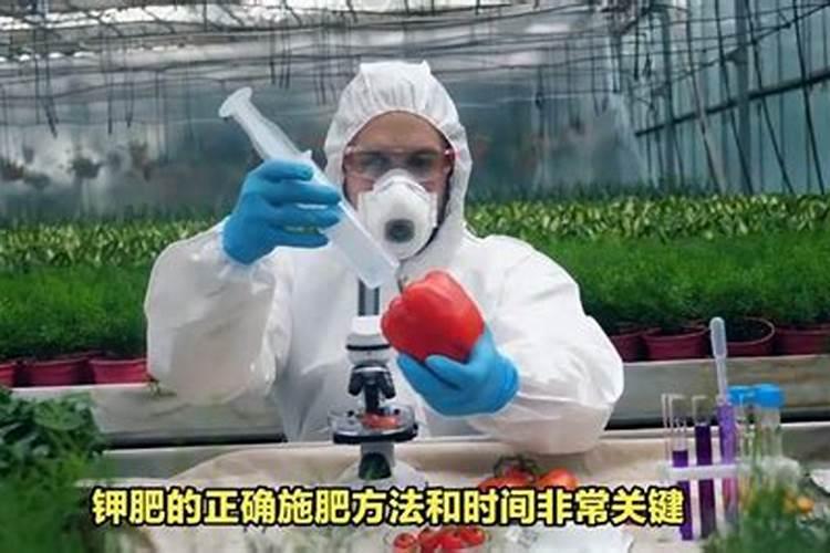 钾肥的正确使用方法 合理施用钾肥需要注意什么