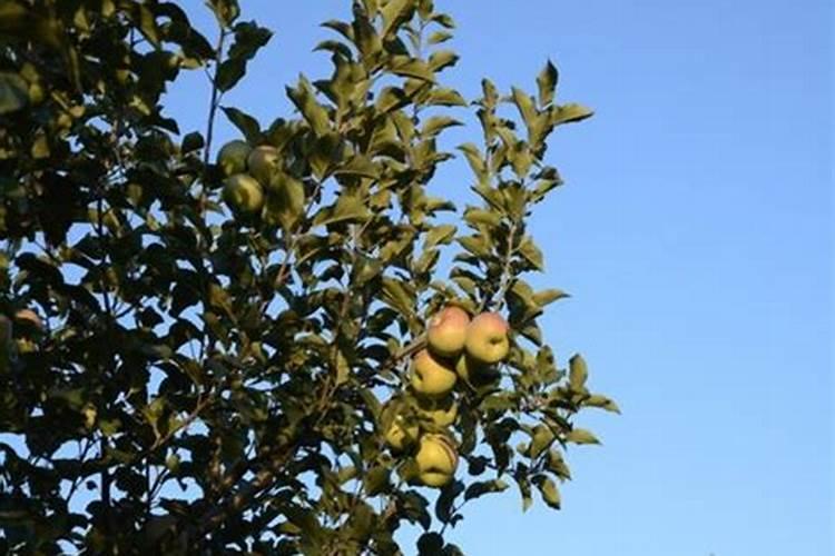 苹果树五月份施肥技术