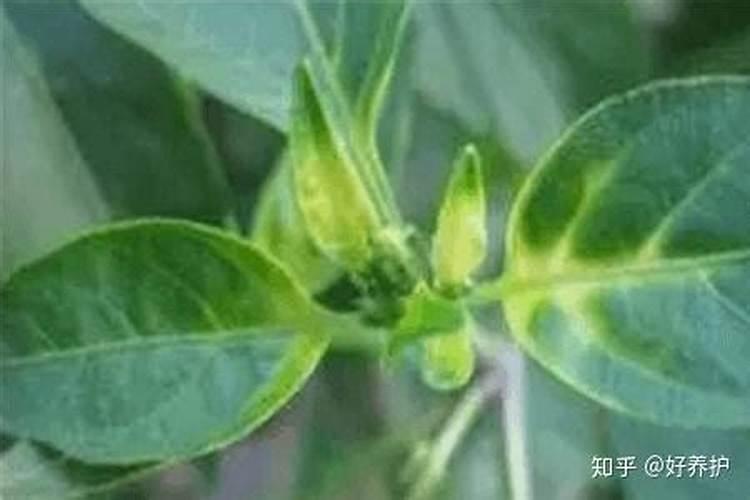 月季花夏季施什么肥好