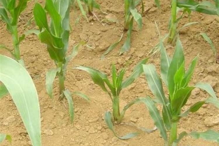 夏玉米缺素症缺钾(K)