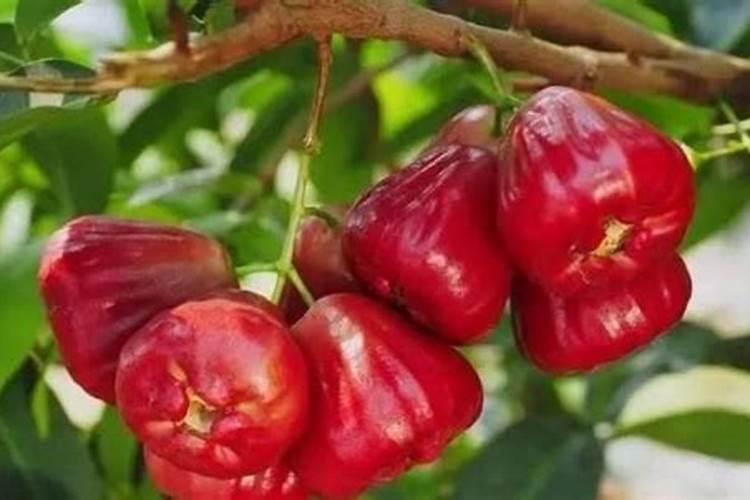 捕蝇草冬天怎么养护