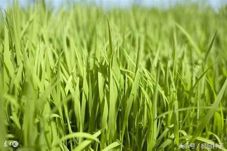 大姜培土后沟底怎么施肥好些