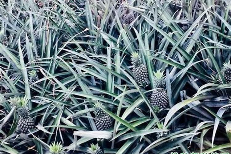 大树菠萝怎么才桂果实