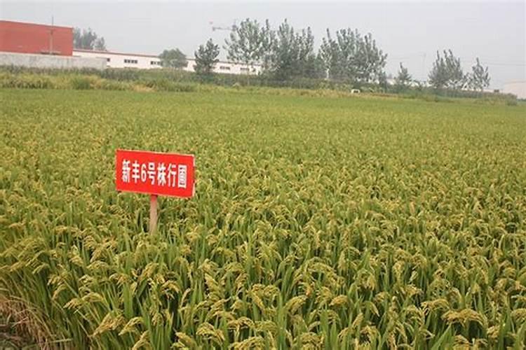 2019值得大力推广种植荔枝哪几个品种？2019有多少个品种值得大力推广种 ...