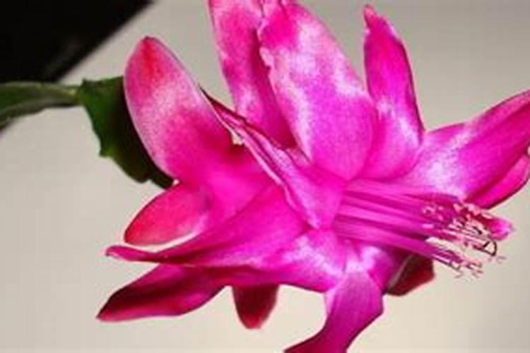 蟹爪兰花苞期如何施肥 蟹爪兰花苞期施肥