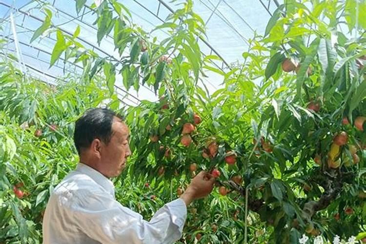 大棚油桃开花后座果不正常,没有果仁是什么原因造成的？