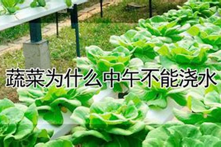 蒜黄高产栽培及经济效益