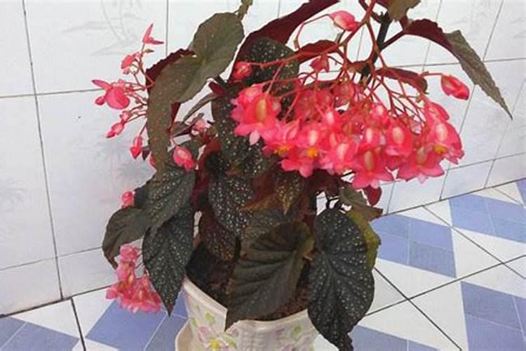 金银花冬天怎么养