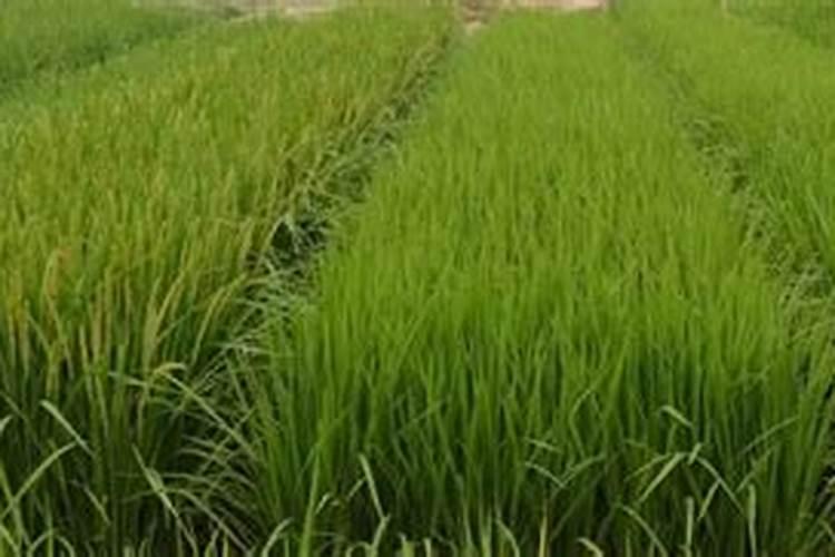 猕猴桃浸果用什么药