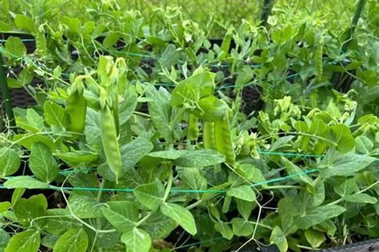 立秋后大葱施肥最佳时间