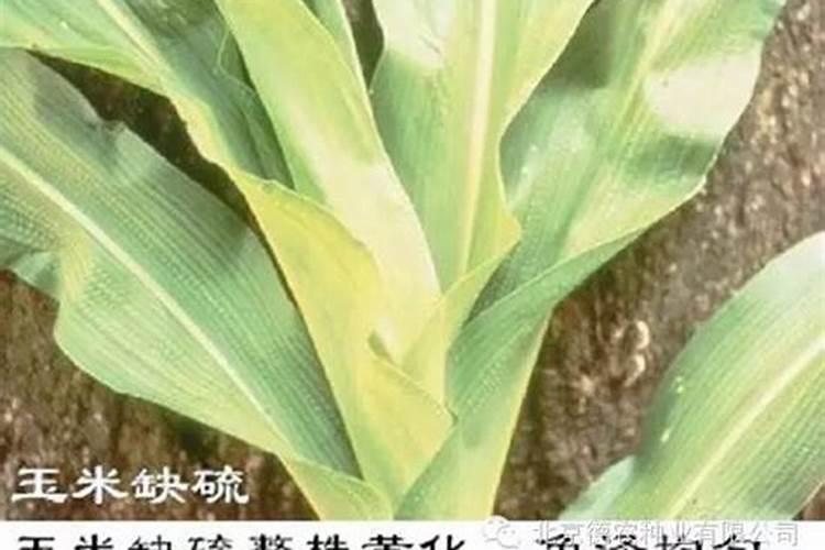 家里养的花长的太慢,是缺什么肥