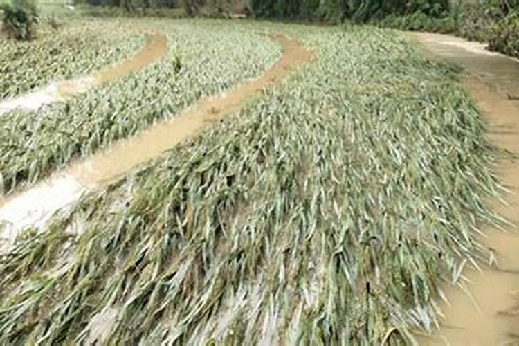 水稻田施肥后下大雨,肥会流失么？