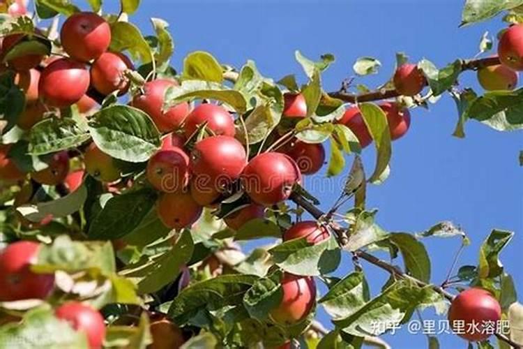 水培富贵竹未生根前应该施营养液吗？