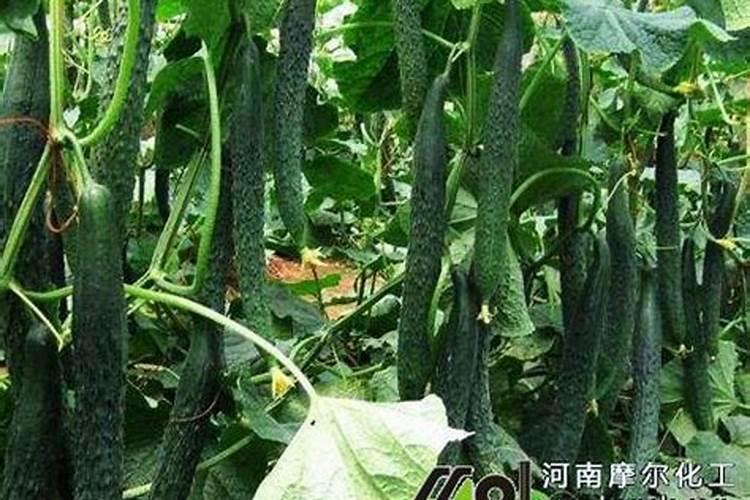 黄瓜都冲啥肥