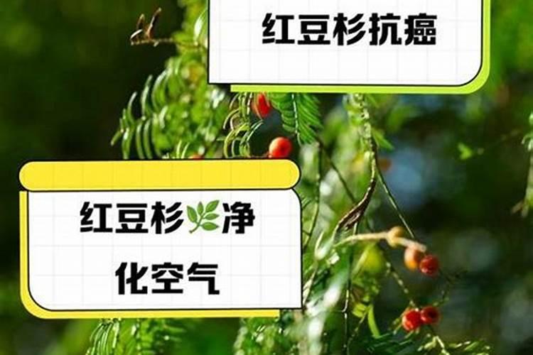 红豆杉叶子发黄,且叶子干枯,一碰即掉,怎么办？