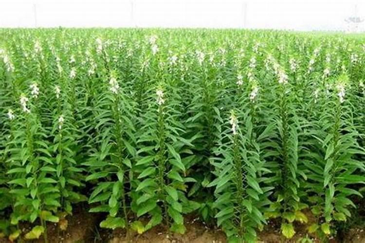 芝麻追肥用什么肥料 什么时间施更合适