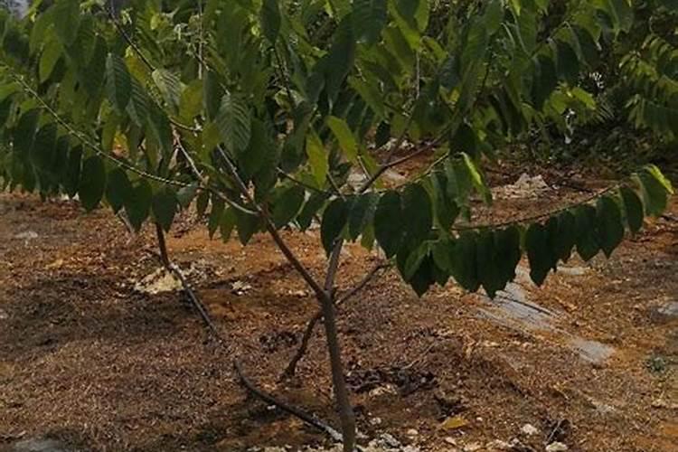 秋冬季番荔枝田间的水肥管理