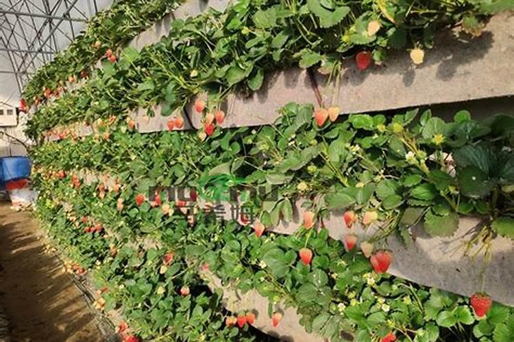 草莓追肥用什么肥料最好