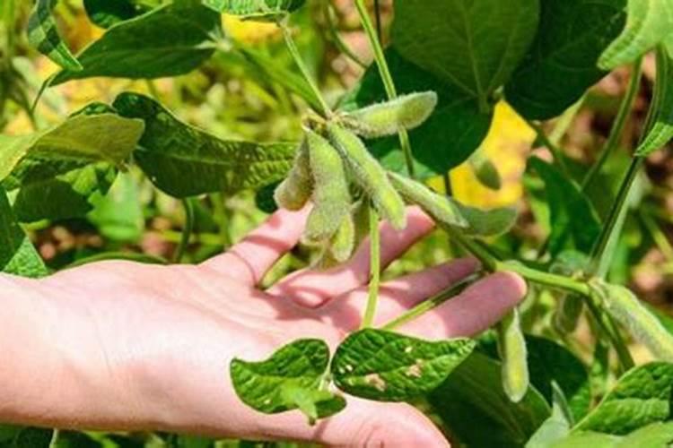 硫脲的用途和作用