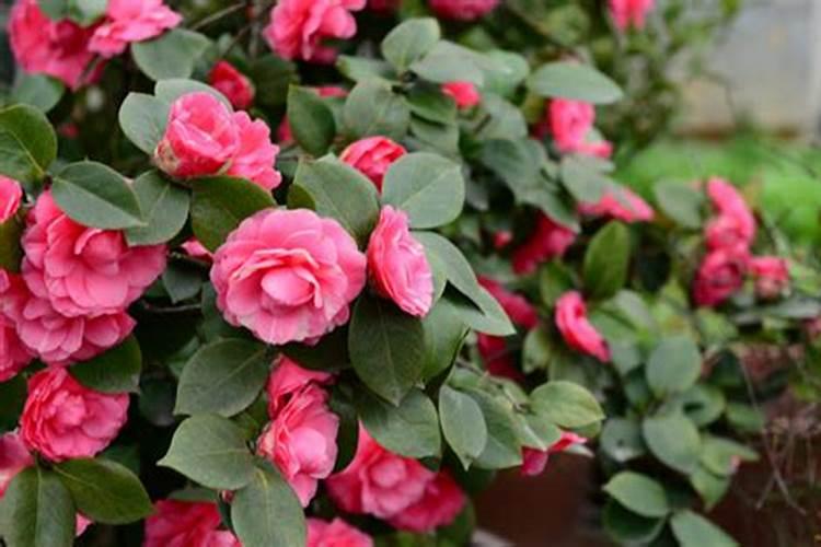 茶花树施什么肥料最好