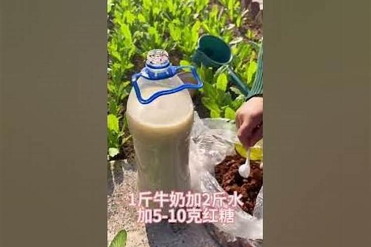 过期酸奶能浇花吗？适合浇什么花