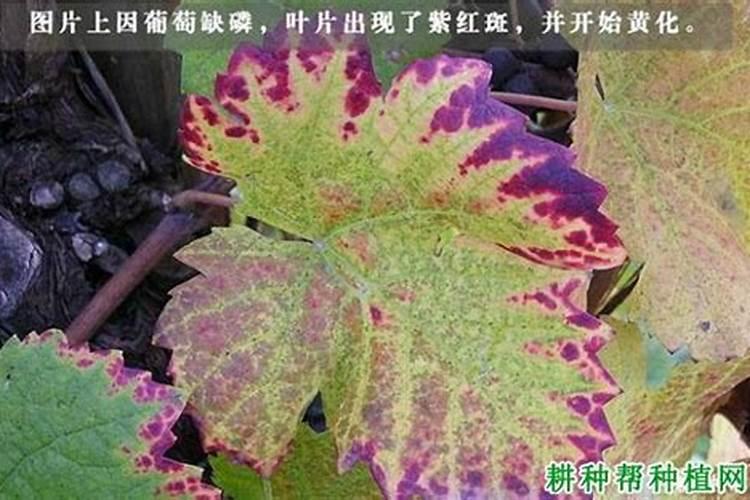 种黄花梨要用什么肥料