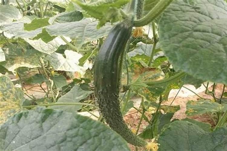 黄瓜弯曲瓜冬季怎么防治