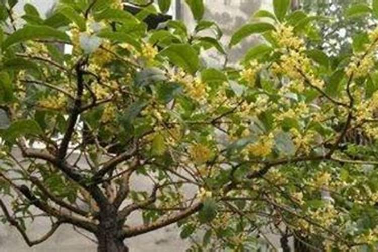 冬青树叶子发黄掉叶该怎么办？