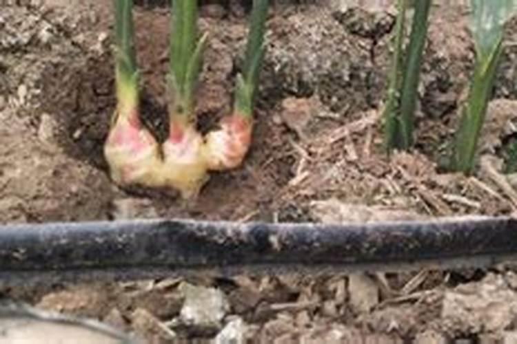 史丹利小麦返青肥适合两年的杨树施肥吗？