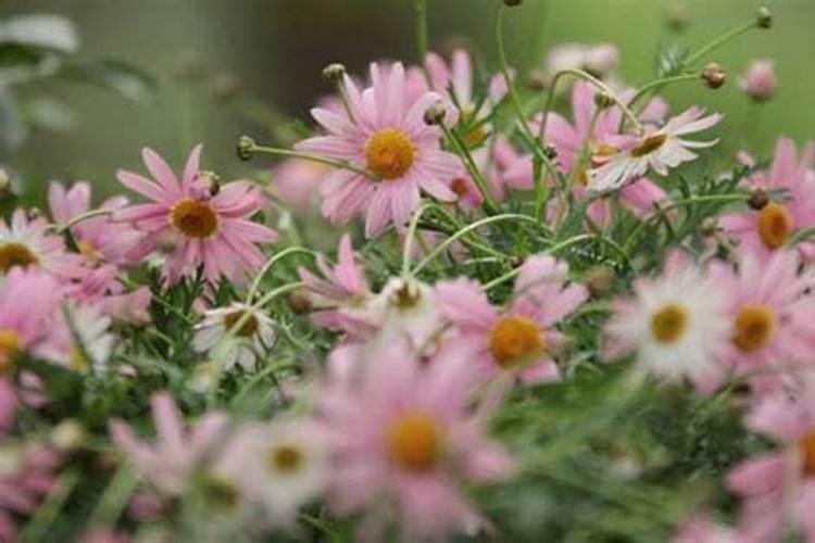 玛格丽特花怎么爆盆 如何施肥浇水