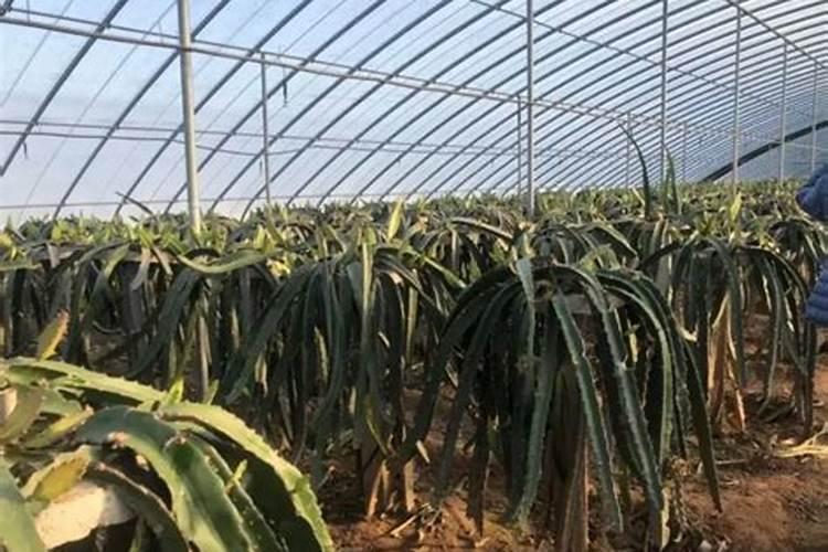 茶叶春肥施肥技术