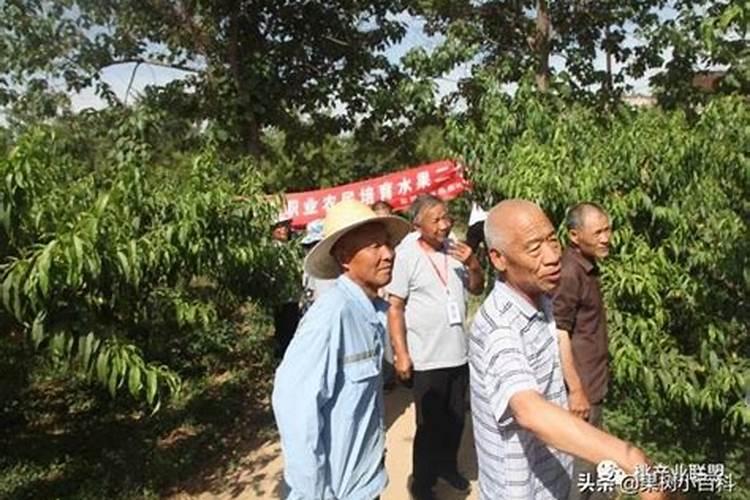 水蜜桃膨果期最佳肥料