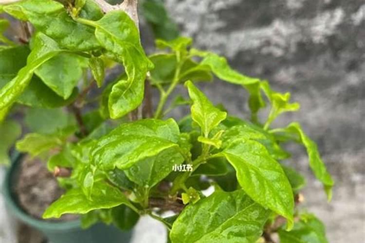 施叶面肥多久浇一次水最好