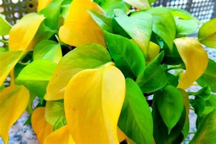 绿萝施肥可以喷叶子吗