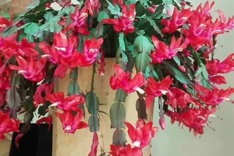 门牙可以做种植牙吗