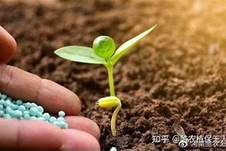 生菜施什么肥最好