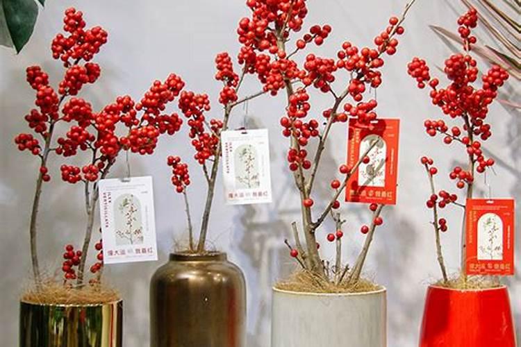 盆栽冬青怎么养？盆栽冬青养护方法详细介绍!