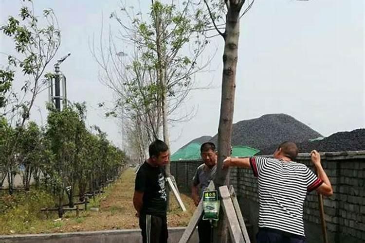 矿源黄腐酸钾柑橘花期使用怎么样？矿源用于砂糖橘有什么用