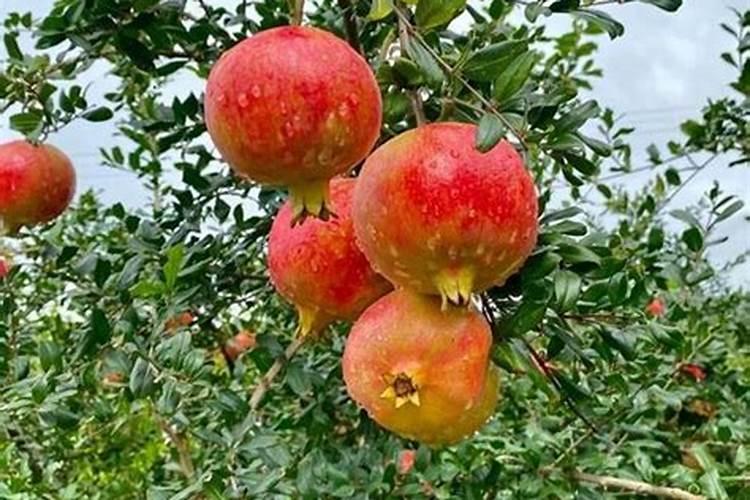 石榴如何快速膨大？石榴壮果肥上什么肥好？石榴膨大增产肥料用调色师