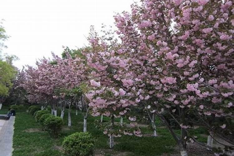 怎样给樱花树施肥