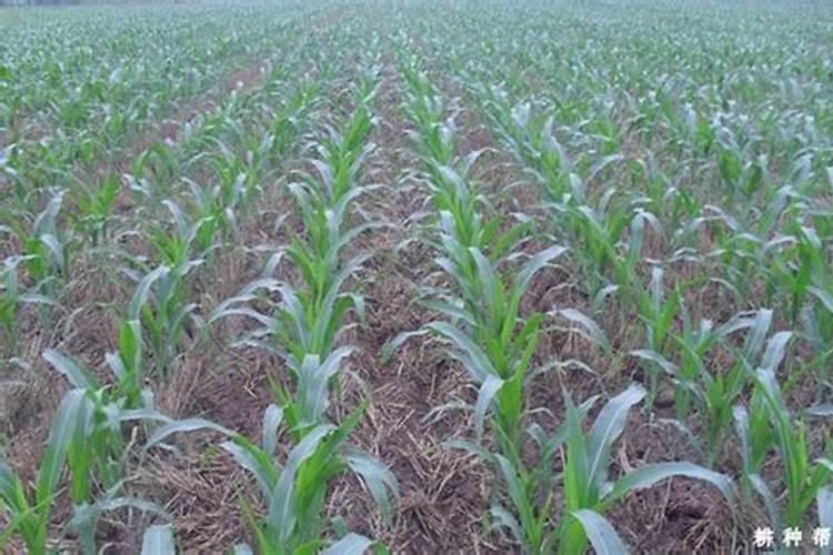 二胺化肥是什么 什么是二胺化肥